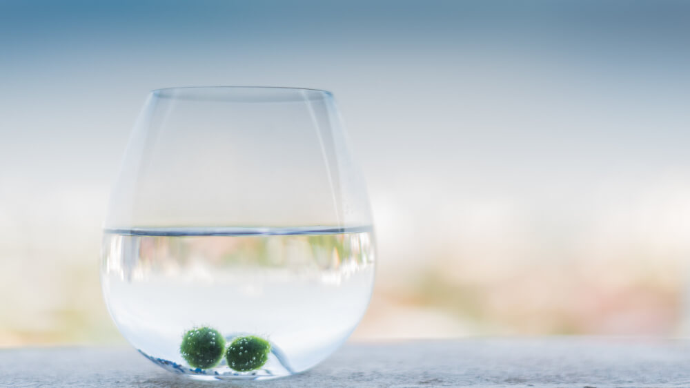Marimo: Amore eterno